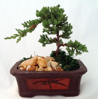 Japanese Juniper Bonsai Tree Etched Brick Pot Easy to Grow