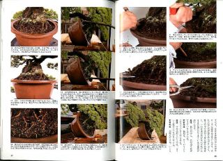 Bonsai Sekai Magazine 558 Japanese Bonsai Book