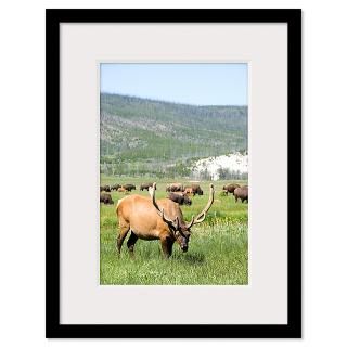 Elk grazing with bison in wilderness Framed Print