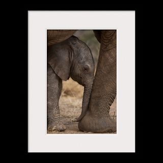 National Geographic Art Store  2012_01_10 001  Samburu National