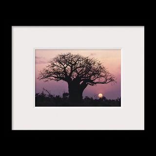 National Geographic Art Store  2012_01_05 007  Baobab Tree at