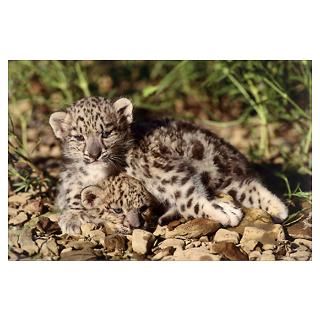 Close up of Snow Leopard cubs (Panthera uncia) Poster