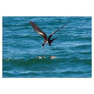 Great frigatebird and blue footed booby Poster