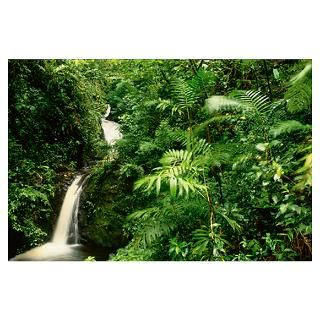 Wall Art  Posters  Rainforest Waterfall, Monteverde