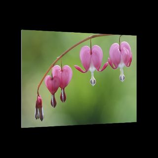 Dutchmans Breeches, Massachusetts  National Geographic Art Store