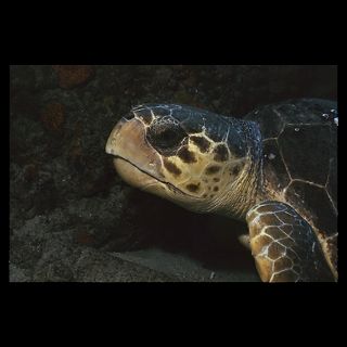 Endangered Loggerhead Sea Turtle, Florida  National Geographic Art