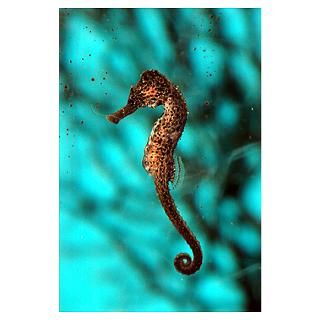 Wall Art  Posters  Seahorse Poster