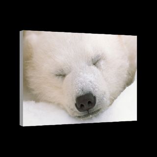 National Geographic Art Store  2012_01_10 019  Polar Bear, Canada