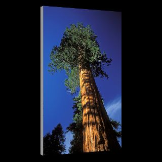 National Geographic Art Store  2012_01_05 002  Sequoia National