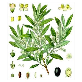 Wall Art  Posters  Olive Botanical Poster