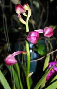 Orchids Vanda Kasems Delight x Golamcos Blue Magic 3 Plants 3 Spikes