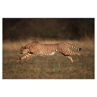 Cheetah running. Can reach speeds of up to 120 km/ for $18.00