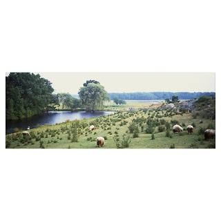 Wall Art  Posters  Meadow With Sheep Kennebunkport