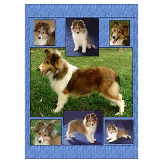 Wall Art  Posters  TLC OASIS SHELTIES Poster