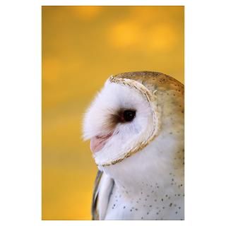 Profile of barn owl