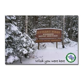 Estivant Pines Postcards (Package of 8)  Michigan Nature Association