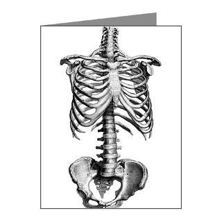 Torso Skeleton of the Human B Note Cards (Pk of 10 by SkeletonNThings