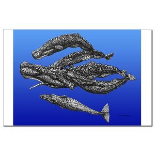 Sperm Whale Pod  Leviathan Productions