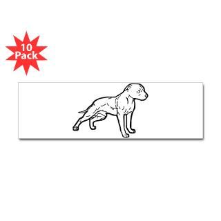 pitbull white Bumper Sticker (10 pk)