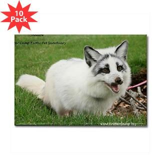 Shadow the Arctic Marble Fox Rectangle Magnet (10