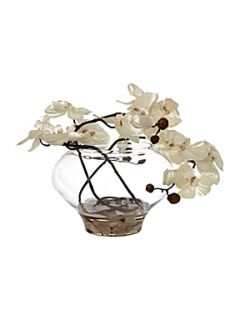 Linea Pearl orchid in bowl vase   