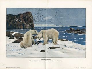 North Pole Arctic Bears Walrus Antique Litho Print H Kraemer
