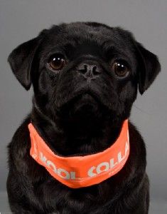 Dog Collars Kool Collar for Dogs