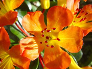VIREYA LAVA GLOW    Tropical Rhododendron     