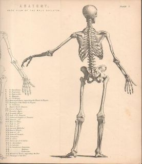 C1885 Antique Medical Print Anatomy Human Skeleton