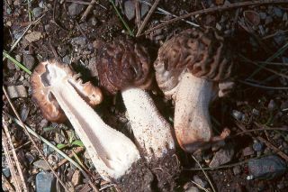 Half Free Morel Morchella Semilibera Grow Mushroom DIY Kit Mycelium