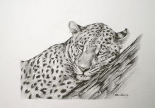 Leopard Sarah Stribbling Original Pencil Drawing