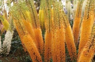 Cleopatra Foxtail Lily Plant Grows Over 6 Feet Tall Big Root