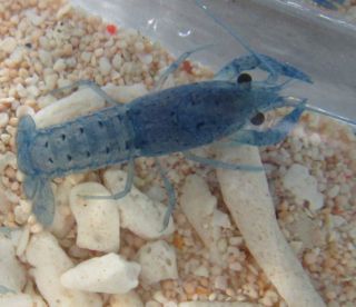 Live Electric Blue Lobster 1 75 for Freshwater Aquarium Fish