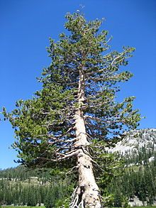 Pinus contorta subsp. murrayana , Lassen Volcanic National Park