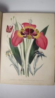 1841 JANE LOUDON FLOWER GARDEN  BULBOUS PLATES 1ST ED HAND COLORED
