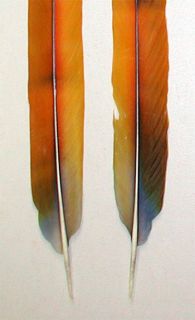 Hybrid Camelot Macaw Center Tail Feathers with Flaws