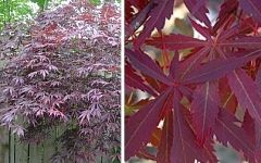 Japanese Maple Tree Collection 4 Varieties Save 33