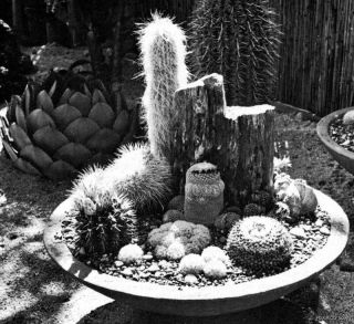 1970 Landscaping with Cactus Succlents Mid Century Modern Old School