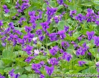 Violets Purple Perennial Ground Cover flower Royal Robe Marsh Plant