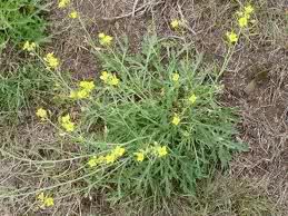 Wild rocket is a flowering plant from the mustard family and is a