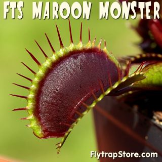 RARE FTS Maroon Monster Venus Flytrap Carnivorous Plant