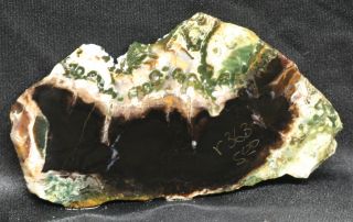 Slab Mcdermitt Petrified Wood Oregon Agate Slice R363