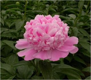 Paeonia Fu Shi  Dark Pink Double Flowered Scented
