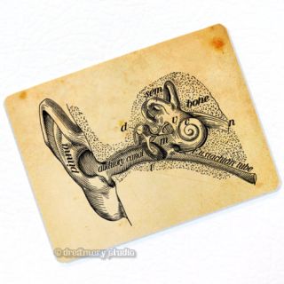 Structures of Ear Deco Magnet; Vintage Anatomy Medical Illustration