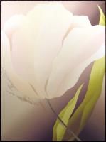 Nancy Denison White Tulip Signed Numbered Art Serigraph Flower Make