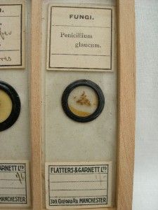 Six Various Antique Microscope Slides