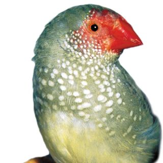 Star Finch   Bird   Live Pet