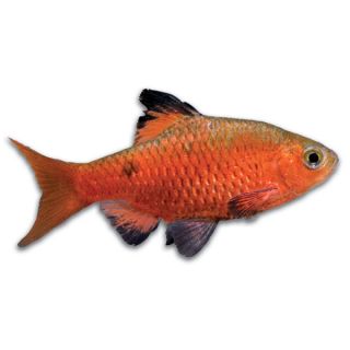 Rosy Barb   Fish   Live Pet