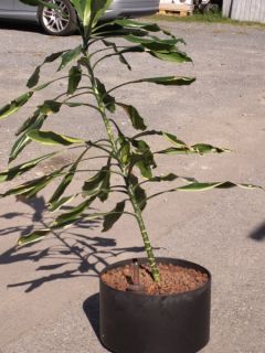 Yucca Palme Hydrokultur 1