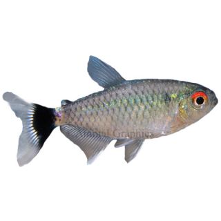 Aquarium Fish & Live Fish for Sale